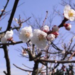 春よ来い