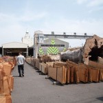 6月の銘木市へ