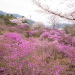花盛りの南木曽町